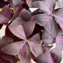 Purple Shamrock Image 4