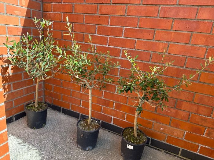Olive Tree