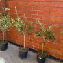 Olive Tree Image 2
