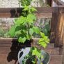 raspberry Image 4