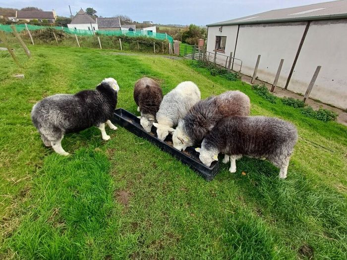 Herwick ram and 4 ewes for sale