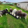 Herwick ram and 4 ewes for sale Image 7