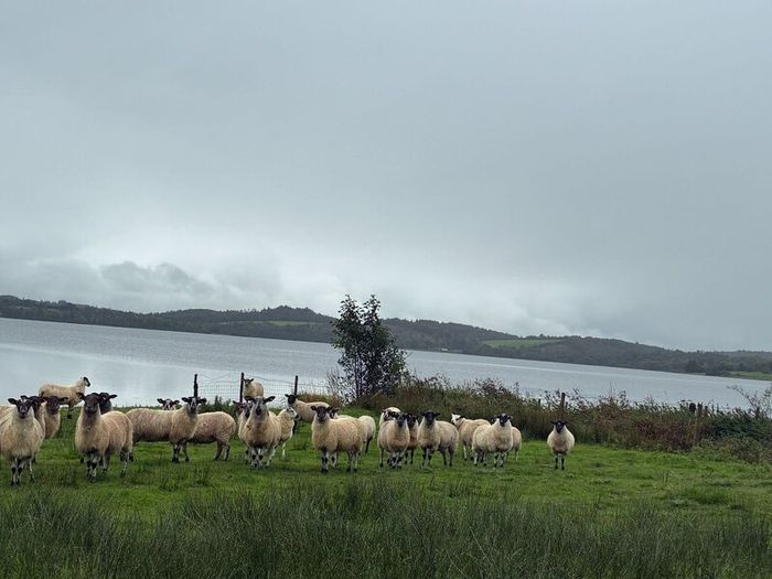 Mule Hoggets