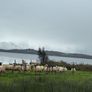 Mule Hoggets Image 2