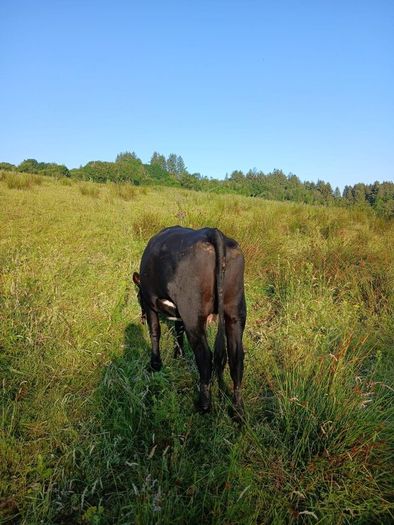 In calf heifers