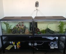 fish tanks