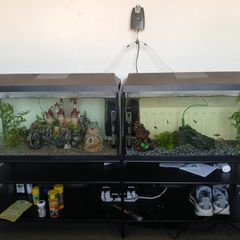 fish tanks