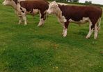 Hereford Bulls