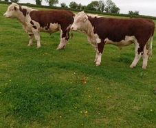 Hereford Bulls