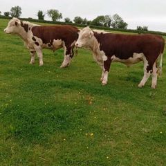 Hereford Bulls