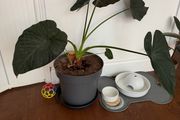 Large alocasia plant