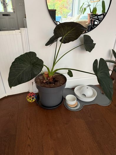 Large alocasia plant