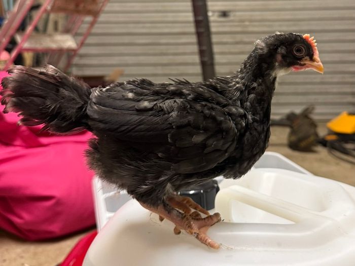 olive egger rooster 4 weeks old