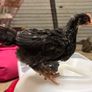 olive egger rooster 4 weeks old Image 2