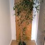 Ficus  Benjamina weeping fig large plant Image 5