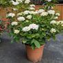 Hydrangea Image 6