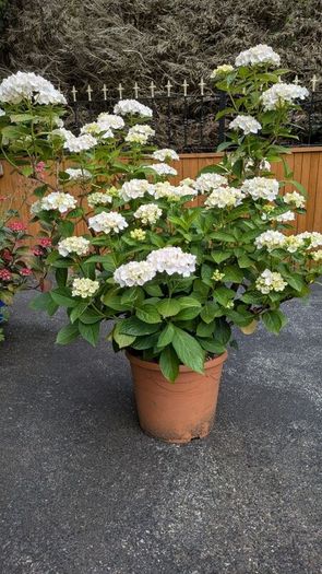 Hydrangea