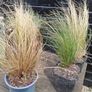 tall grasses , 4 " green pony tail " & 1 bronze  , Image 5