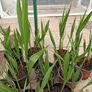 Lucifer Plants Image 2