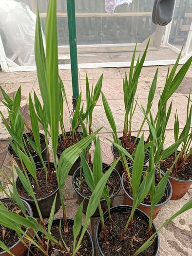 Lucifer Plants
