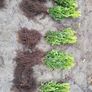 Box Hedging Image 3