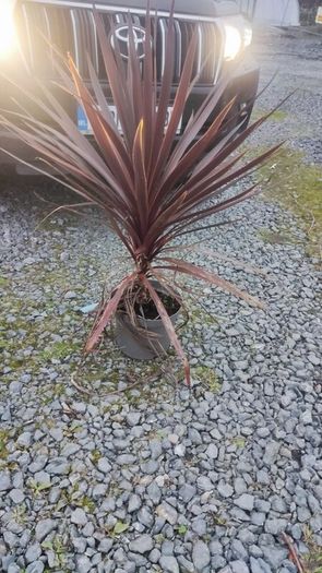 Cherry Laurel Hedge 3ft in 3 litre pot just 5 euro