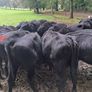 AA weanling  bulls &Heifers Image 2