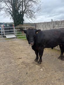 PBR  Angus Bulls