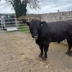 PBR  Angus Bulls