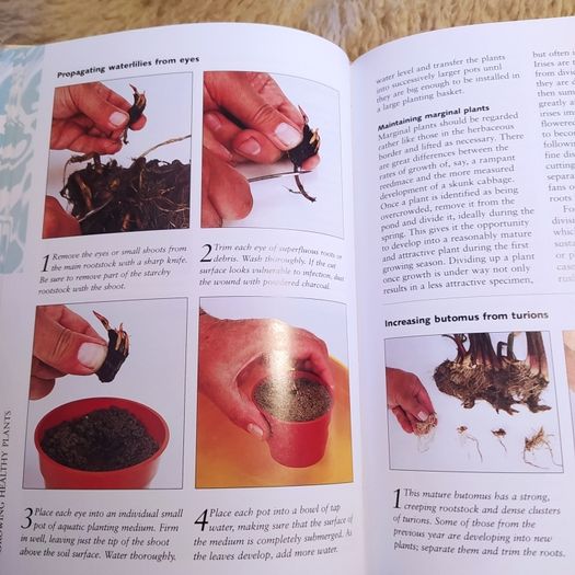 Your Healthy Garden Pond