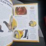 Keeping Pet Chickens: Bring your garden to life and enjoy the bounty of fresh... (Hardcover) Image 5