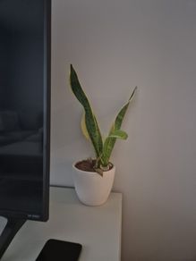 plant pot