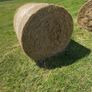 Hay Image 2