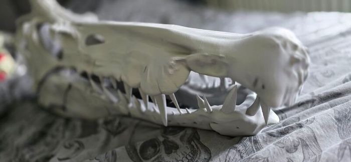 Spinosaurus Skull