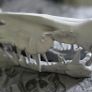 Spinosaurus Skull Image 4