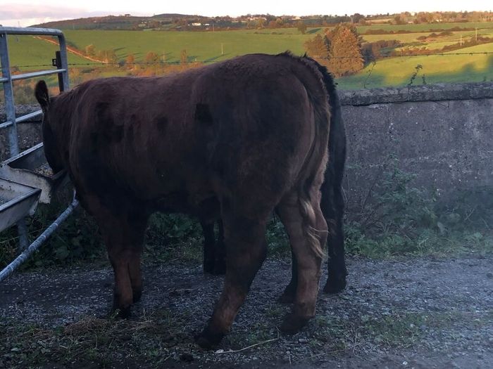 Coloured heifers for sale.
