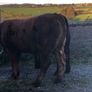 Coloured heifers for sale. Image 2