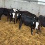 AA Heifer Weanlings Image 4