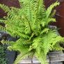 Extra Large Ostrich Ferns Image 3