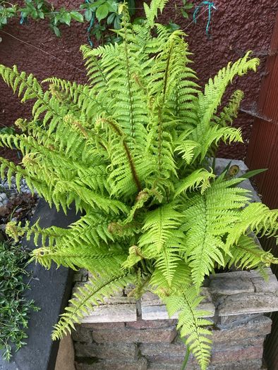 Extra Large Ostrich Ferns