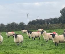 Hogget Ewes for sale, ideal for breeding
