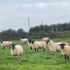 Hogget Ewes for sale, ideal for breeding