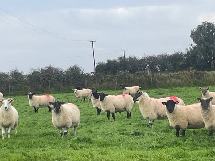 Hogget Ewes for sale, ideal for breeding