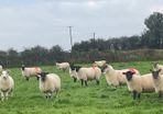Hogget Ewes for sale, ideal for breeding