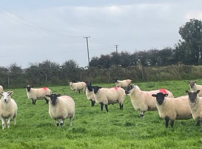 Hogget Ewes for sale, ideal for breeding