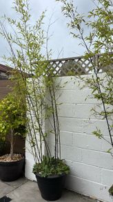 bamboo tree