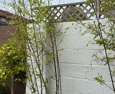 bamboo tree