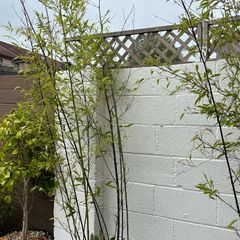 bamboo tree