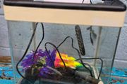 17L Aquarium including filter, heater and 3 decorations