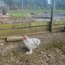 10 week old Pekins Image 3